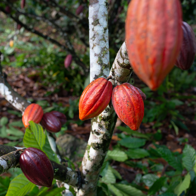 CLUIZEL Kakaoplantage 1