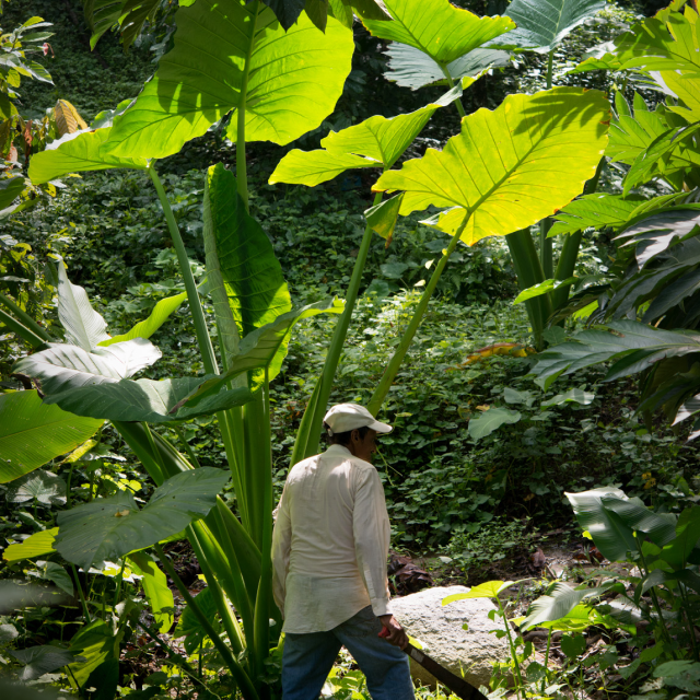 CLUIZEL Kakaoplantage 2