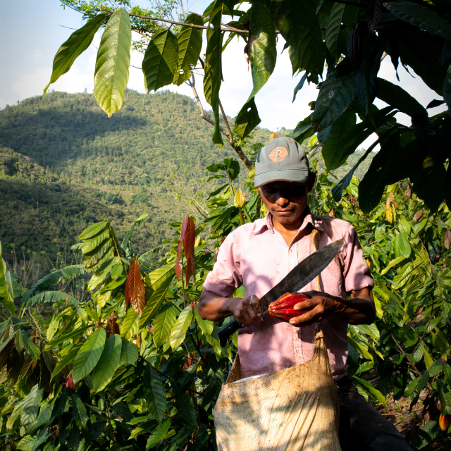 CLUIZEL Kakaoplantage 3